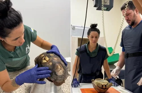Jabuti encontrado em casa é resgatado e batizado de Donatello após restauração do casco