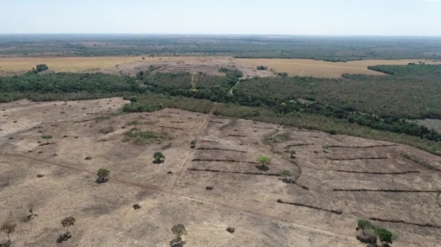 Desmatamento no Tocantins cresce 177,9% e preocupa autoridades