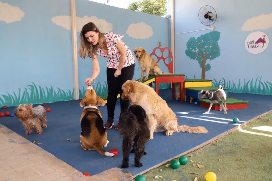 Cresce a demanda por creches e serviços de babá para pets no Tocantins