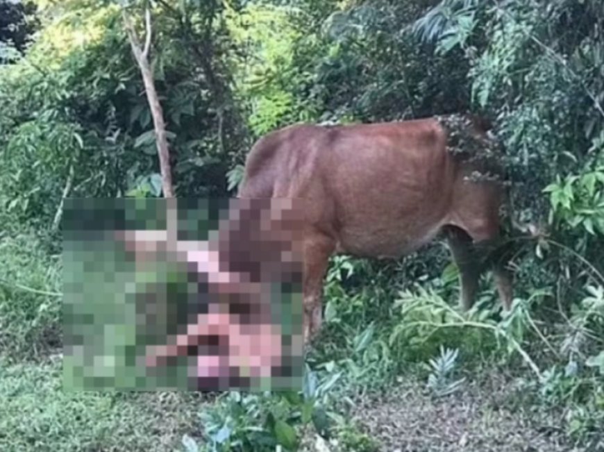 Estrupador de vacas será enviado para o front de guerra na Ucrânia