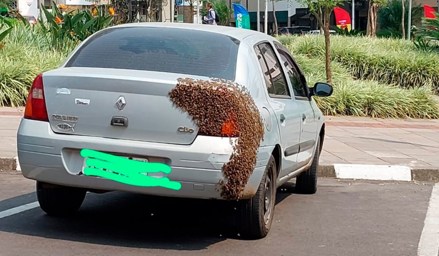 Enxame de abelhas em carro causa pânico na Serra e mobiliza bombeiros - Veja as imagens impressionantes!