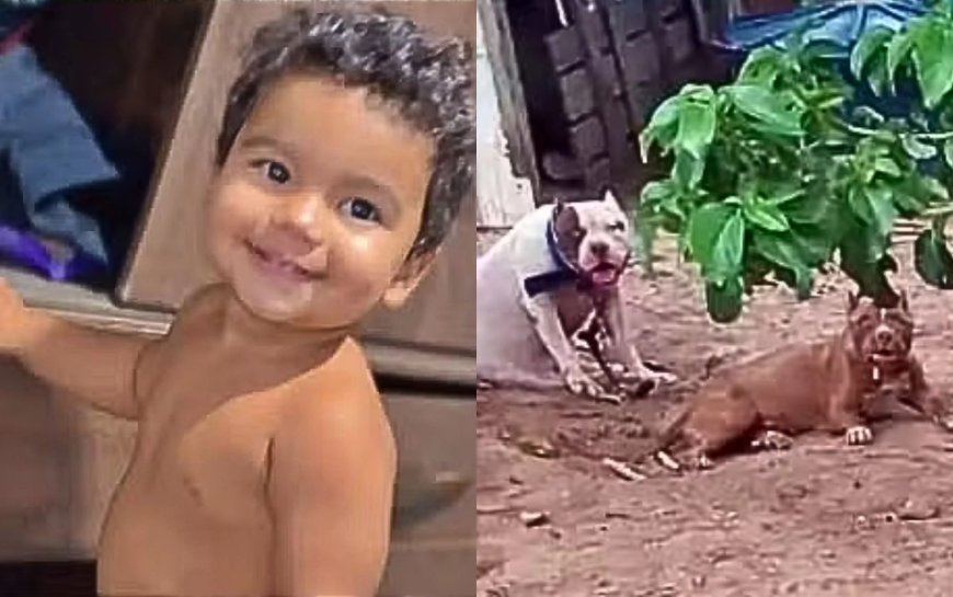 Bebê morre após ser atacado por por pitbull