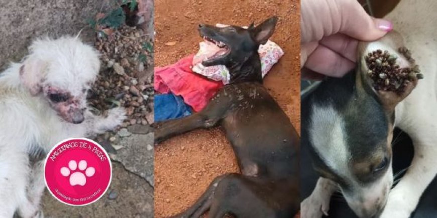 Abrigo Amiguinhos de 4 Patas Pede Socorro: Sem Ajuda Pública, Dívidas e Falta de Ração Ameaçam Cuidado dos Animais